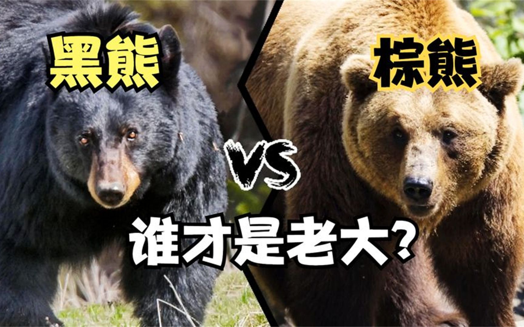 河马vs棕熊图片