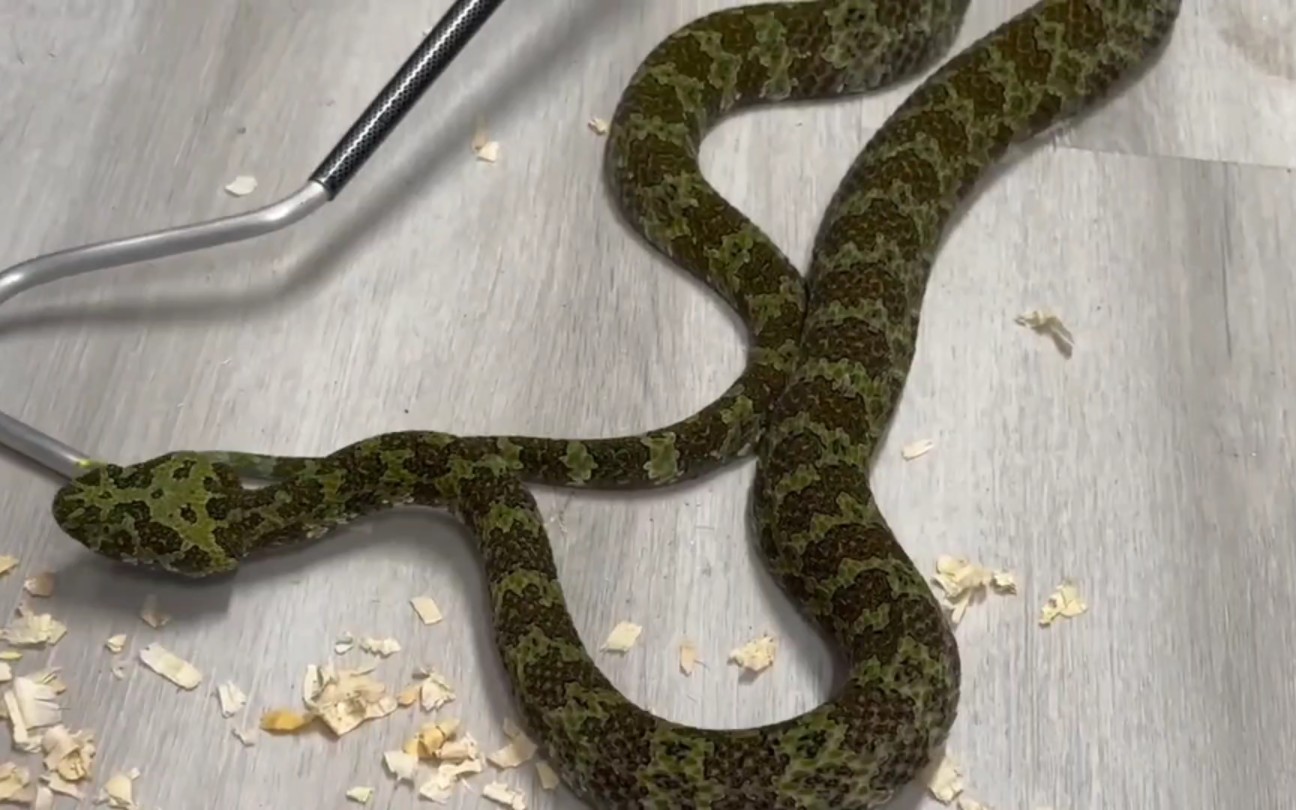 莽山小青龙,帅的掉渣渣