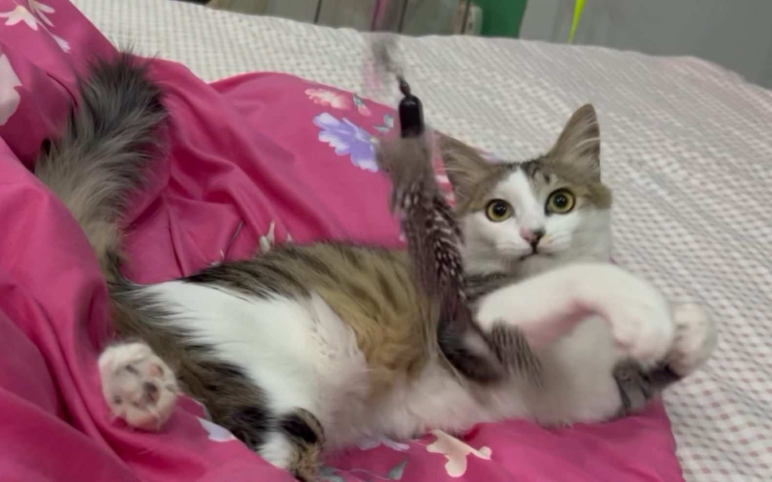 小猫咪五一的睡前游戏(play)