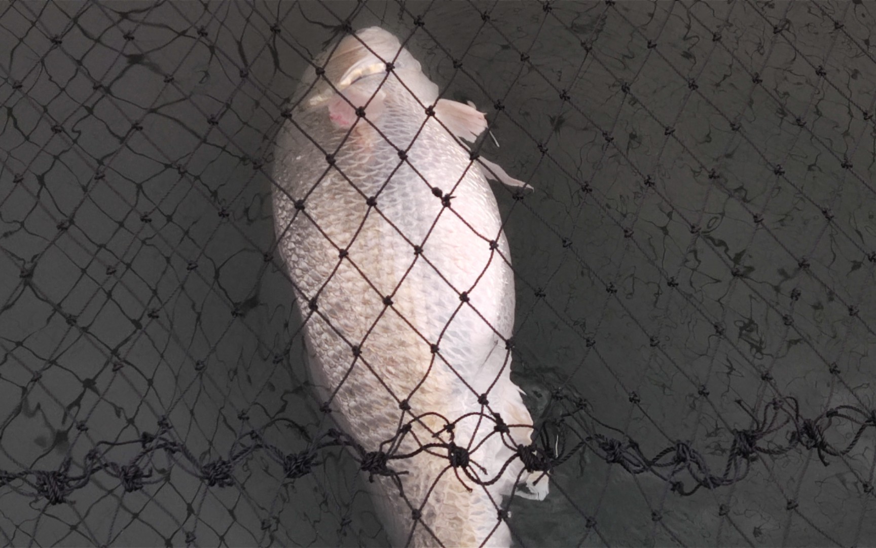 两条受伤青鲈鱼疫情原因不好卖只能晒鱼干