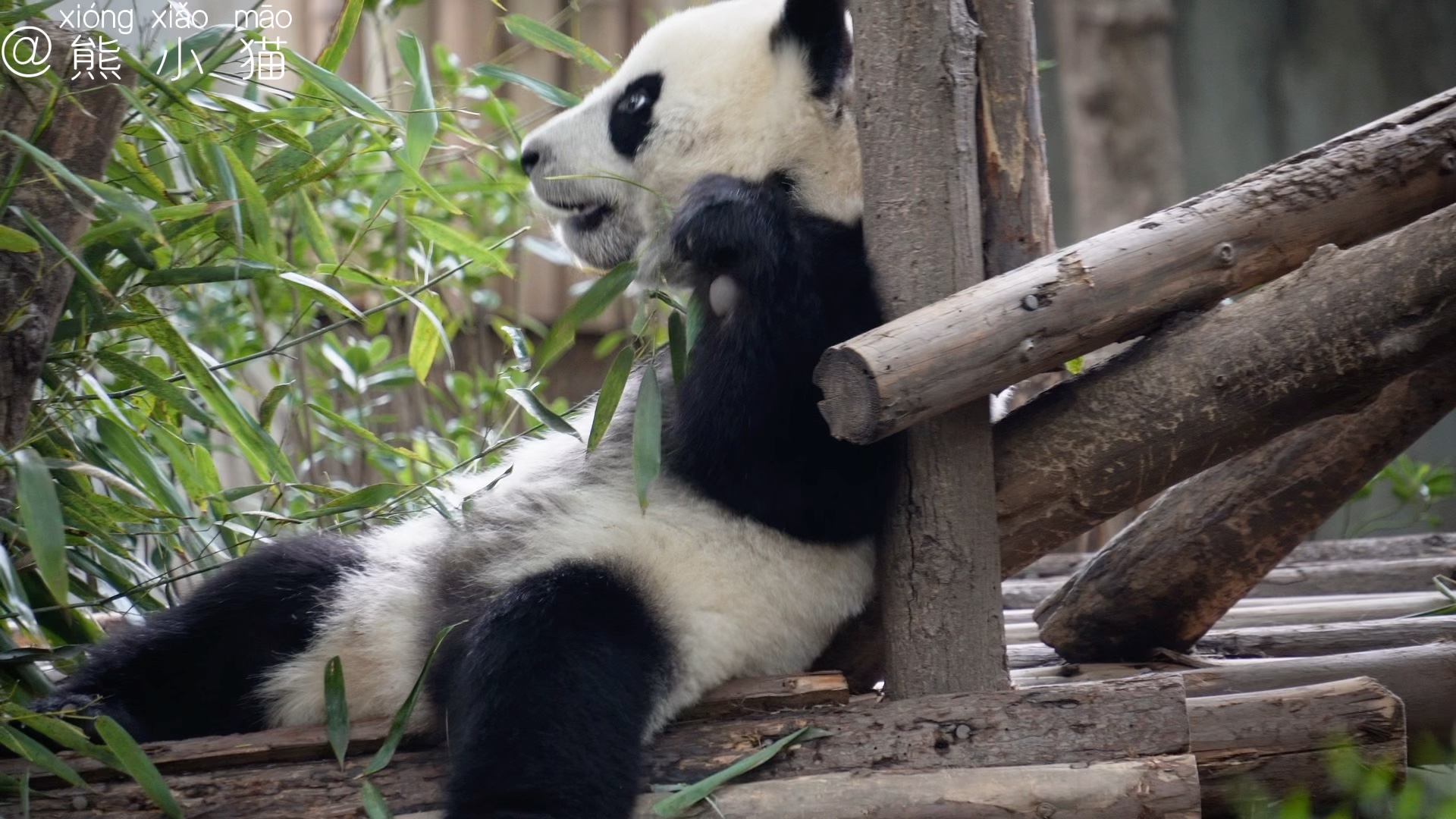 22今天四个宝宝过生日,大熊猫科大(奥林匹亚)科小(福娃)科念 奂彩