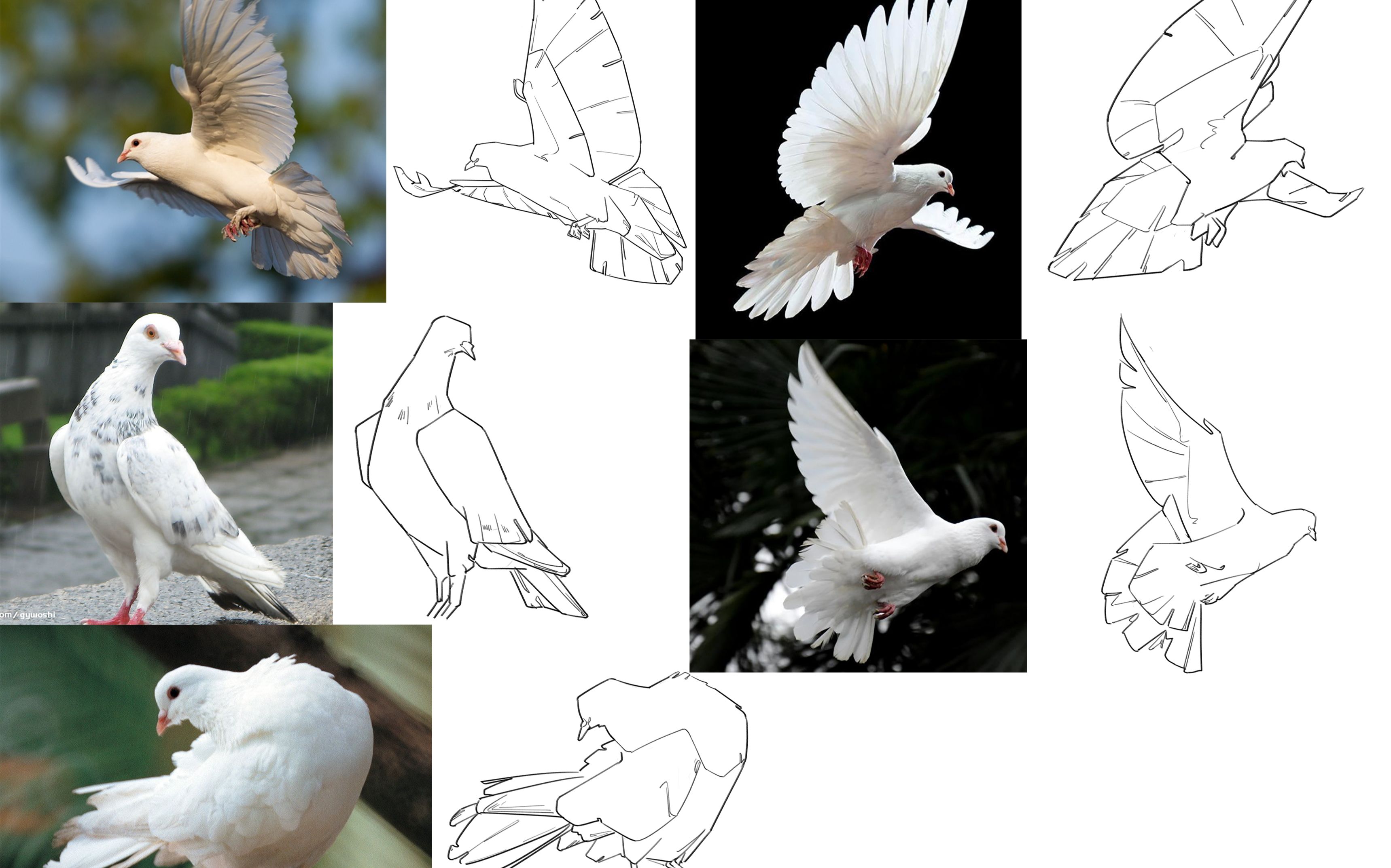 鸟类-速写练习(鸽鸽专场)