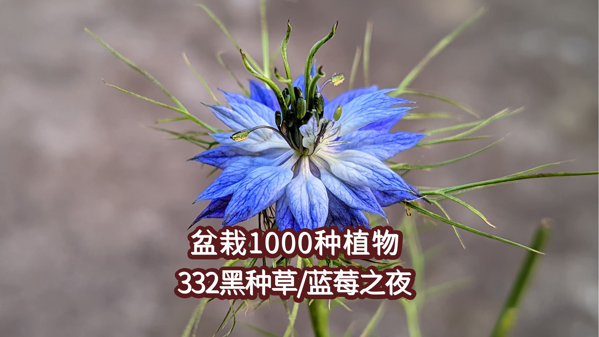 盆栽1000种植物|332 黑种草(蓝莓之夜)哔哩哔哩bilibili