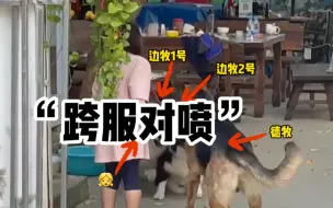 Tải video: 吵的太激烈了！女孩带自家狗子跟邻居家狗2v2吵架