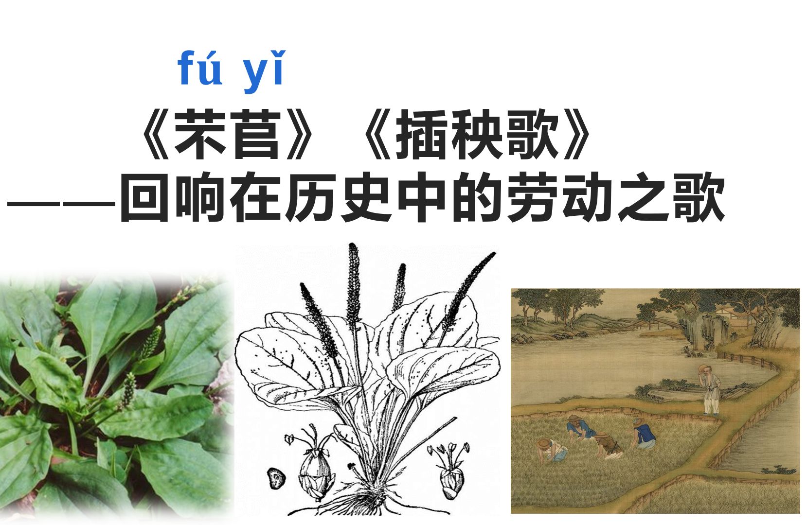 于一碧万顷中劳作,那是回响在心灵的纯粹丨【唤醒生命的古诗文02:芣苢