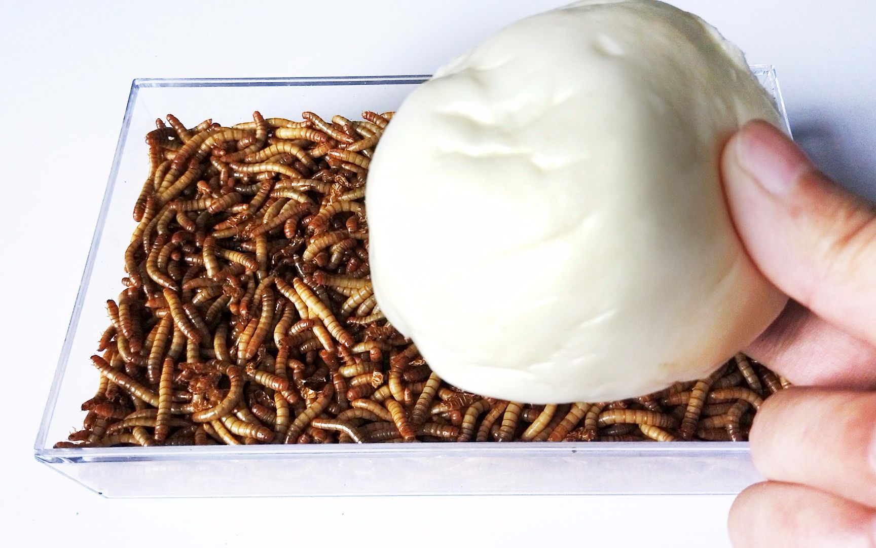 3000只面包虫vs包子,全程高能,居然这么爱吃