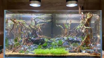 如何一步一步种植鱼缸指南 哔哩哔哩 Bilibili