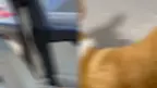 可爱小狗