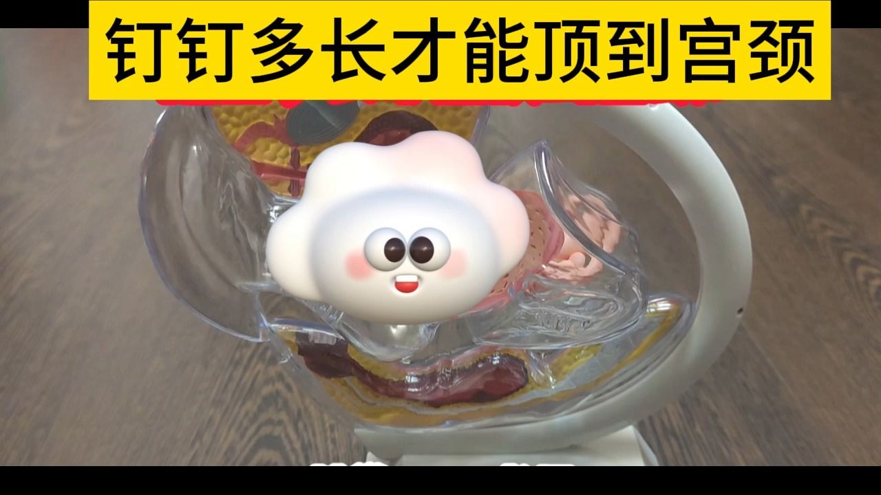 【性学科普】钉钉多长才能顶到宫颈?哔哩哔哩bilibili