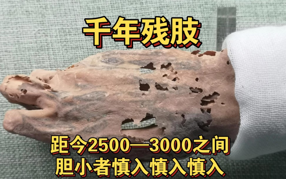 新疆洋海古墓群出土的千年断肢,距今2500~3000年之间,大部分断肢上都有清晰且精美的纹身可见!现藏于吐鲁番博物馆!#千年#干尸#断肢#纹身哔哩哔...