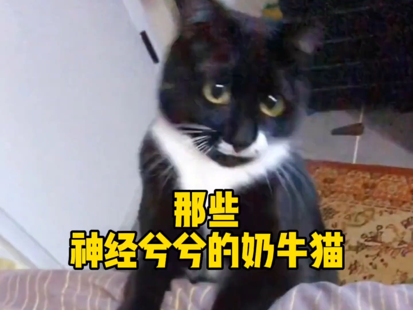 哪只最搞笑? #宠物 #萌宠 #猫咪的迷惑行为