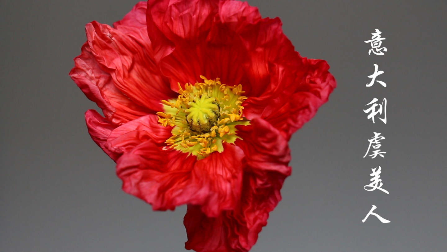 意大利虞美人-红色