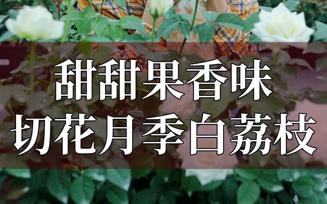 【惠惠的花园】甜甜果香味,切花月季白荔枝!哔哩哔哩bilibili