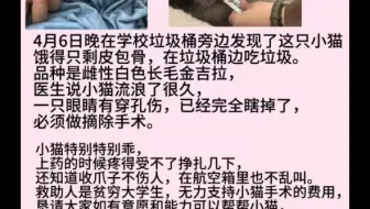 饿了至少一个月的小猫在垃圾箱前翻找吃的，并失去了一只眼睛，出于本能的同情，我们决定救她