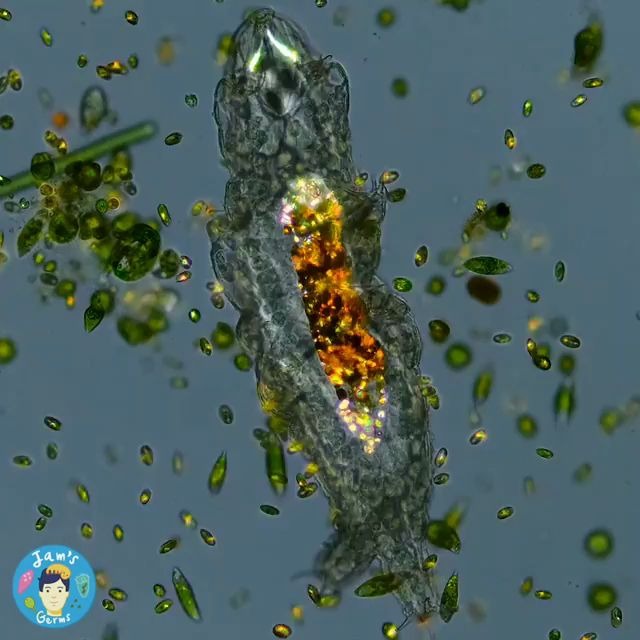 显微镜下水熊虫胃里发光