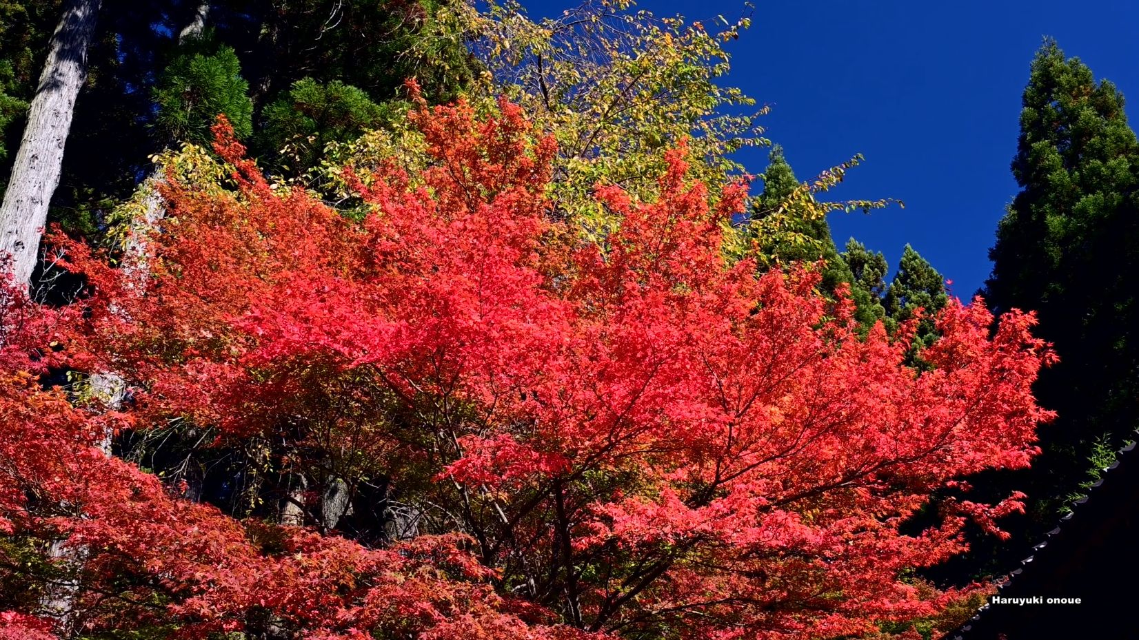 【4k超高清日本】第一视角 长野市若穗的清水寺满开的红叶 2023.11