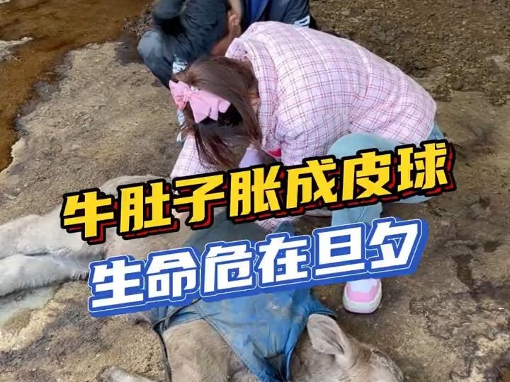小牛胀肚成皮球,生命危在旦夕
