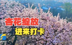 Descargar video: 临朐：杏花迎春绽放 美不胜收