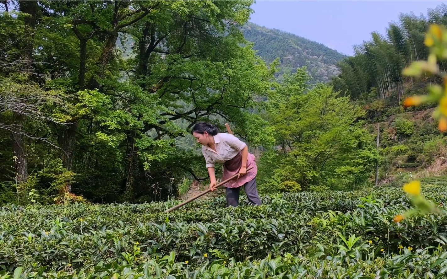 [图]武夷山有1343座无名红军墓，今天去茶山上除草，采了杜鹃花去祭拜，感恩先烈的守护[合十]才有如今的好日子！#永远记住你 #清明祭英烈