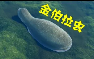 Download Video: 最早的一餐？5.5亿年前，埃迪卡拉生物群的动物们会吃些什么