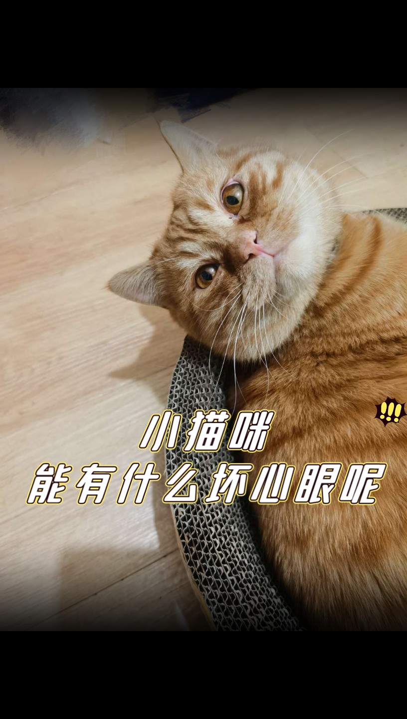 活动作品凯xi小猫咪能有什么坏心眼呢