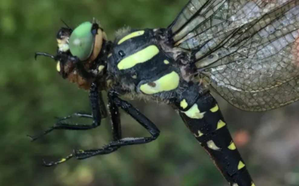 (♂)北京角臀大蜓羽化