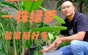 Download Video: 捡到一棵绿萝苗