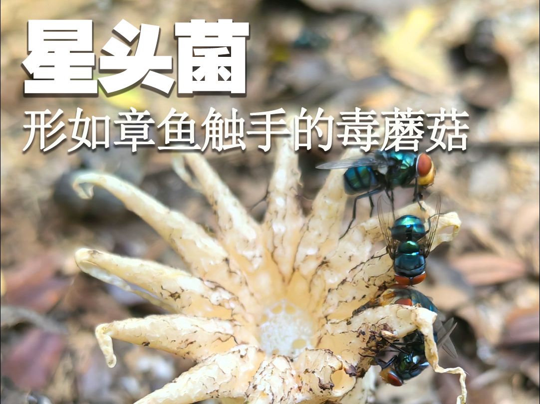 形如章鱼触手的毒蘑菇:星头菌哔哩哔哩bilibili