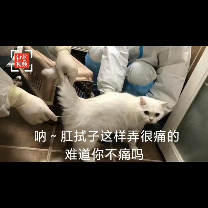 猫咪做核酸另一半图片图片