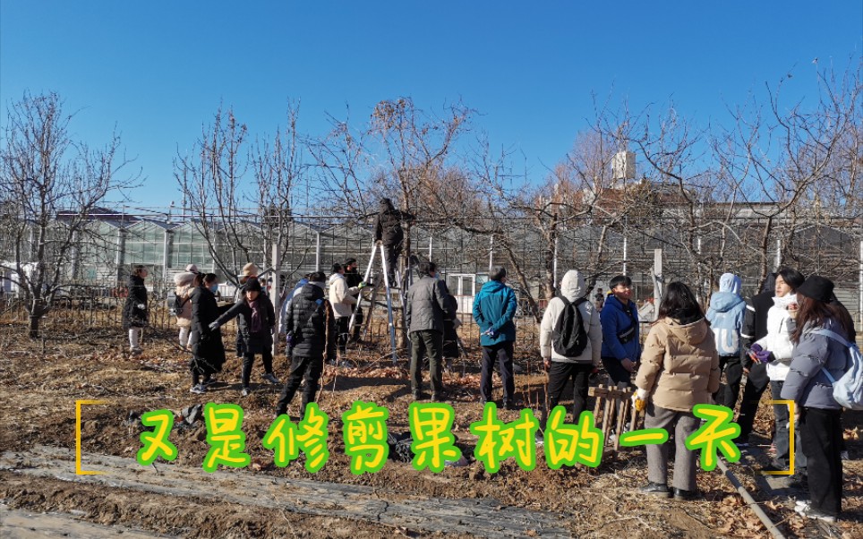 果树那些事儿★中国农业大学园艺生寒假实习哔哩哔哩bilibili