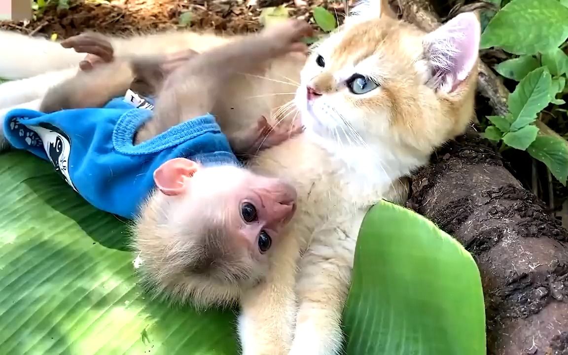 小猴子将猫咪当成妈妈,依偎在猫咪身上镜头记录温馨瞬间