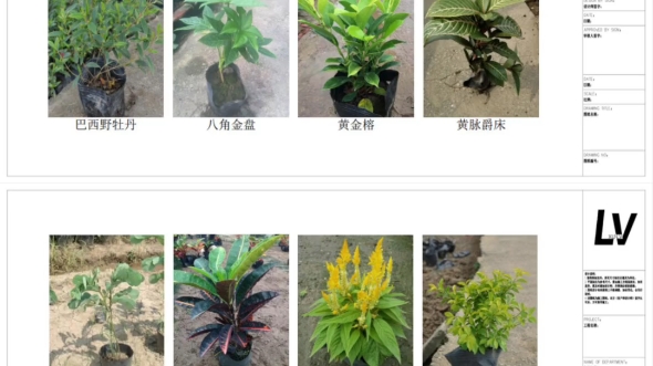 植物景观常用的苗木系列哔哩哔哩bilibili