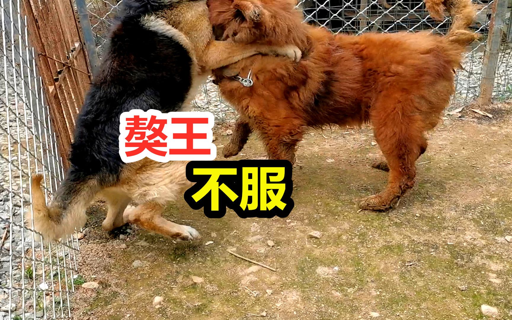 藏獒将德牧逼到墙角,德牧奋起反抗,猛犬对抗过程精彩