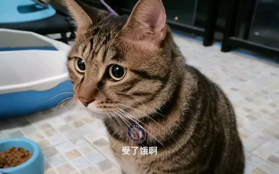 猫咪走丢了两天,找回来后委屈的诉苦哔哩哔哩bilibili