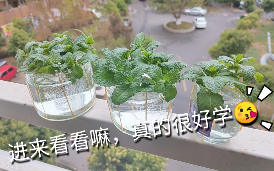 水培薄荷哔哩哔哩bilibili