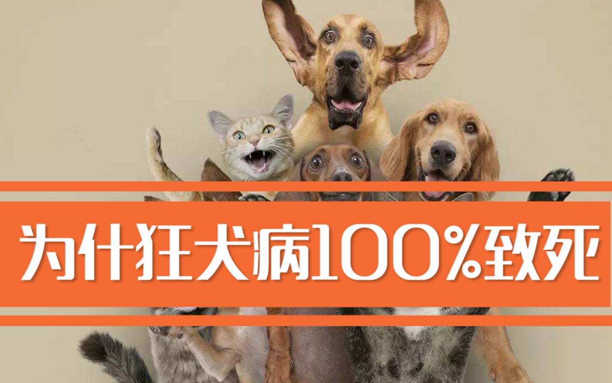 [图]为什么狂犬病100%致死