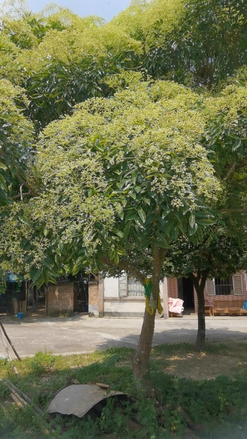 夏天蜜源植物 有刺 广东叫牛什么力