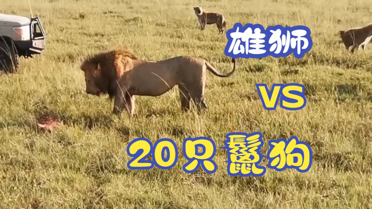 1只雄狮 vs 20只鬣狗