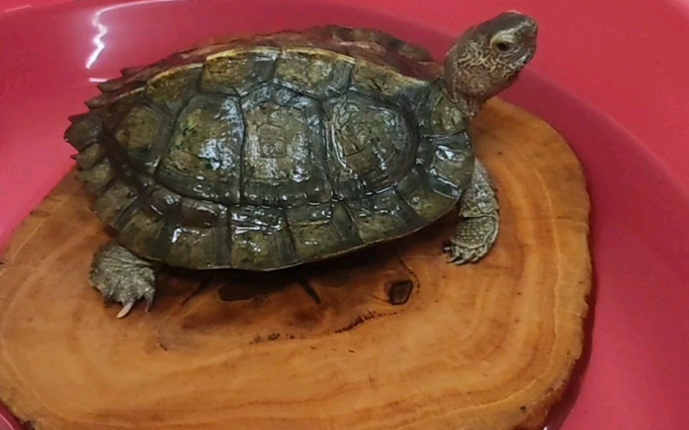 亚巨龟与龙眼木-小小与小白-小小与小白-哔哩哔哩视频