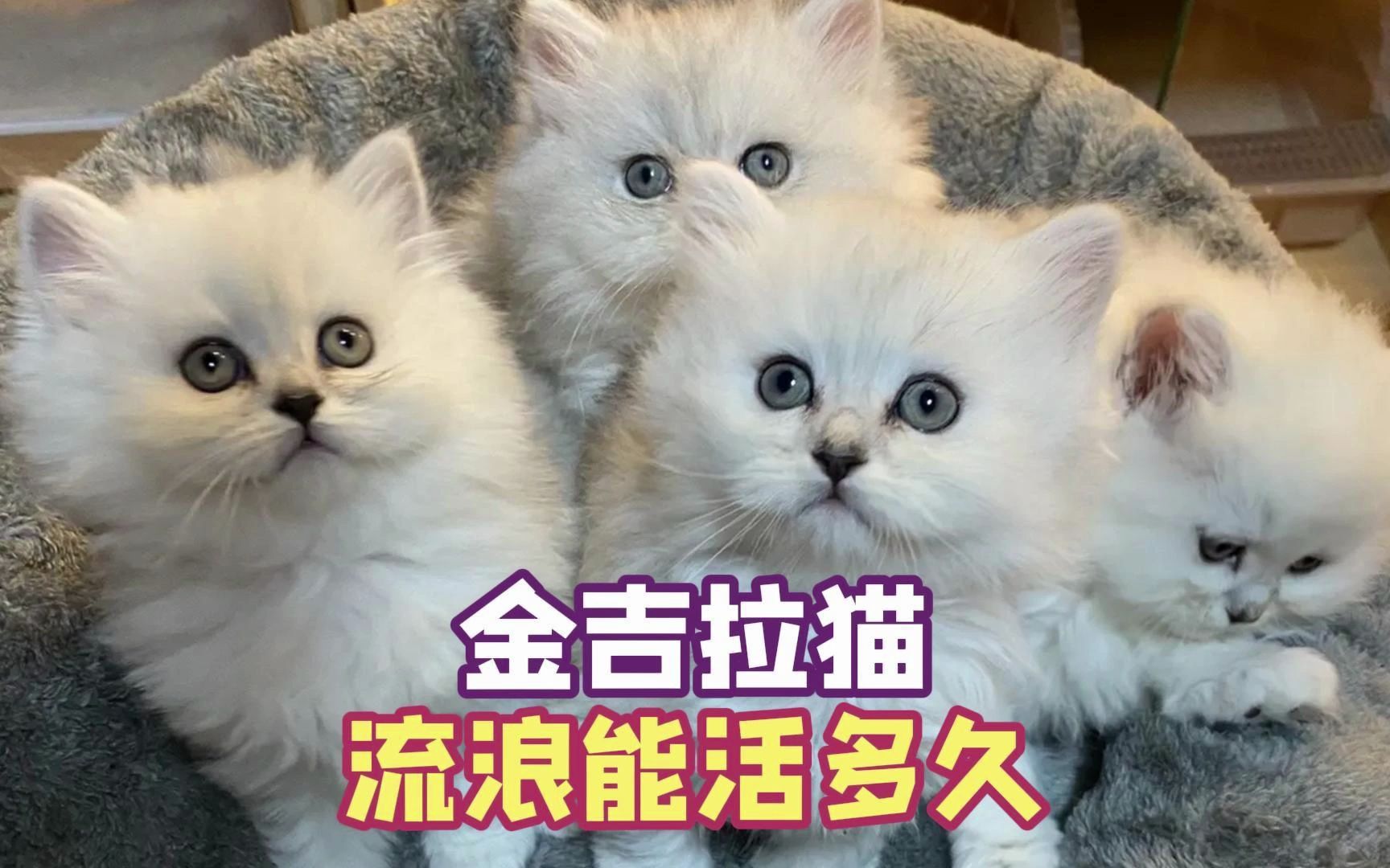 金吉拉流浪猫的寿命有多长,你知道吗?