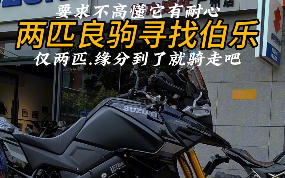 铃木VSTROM1050DE 两匹良驹 寻找伯乐哔哩哔哩bilibili