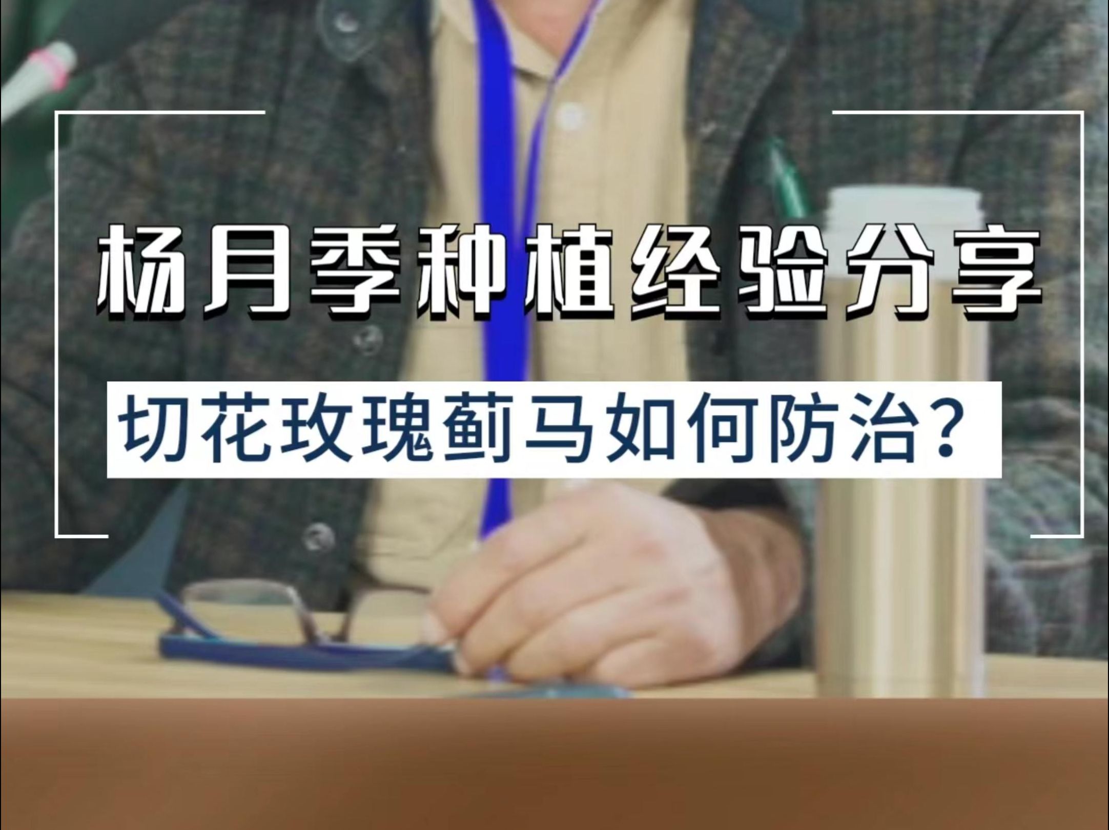 杨月季种植经验分享:切花玫瑰蓟马如何防治?哔哩哔哩bilibili