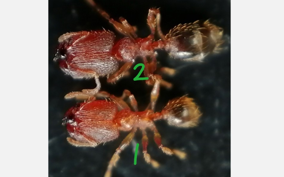 疑似皮氏大头蚁(封面1号)吃火腿肠,兵蚁2.