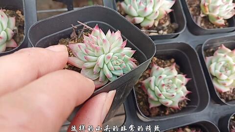 多肉基地清棚 艾丽卡中发现一个 变形 多肉 还有可爱的吉娃娃 哔哩哔哩 Bilibili