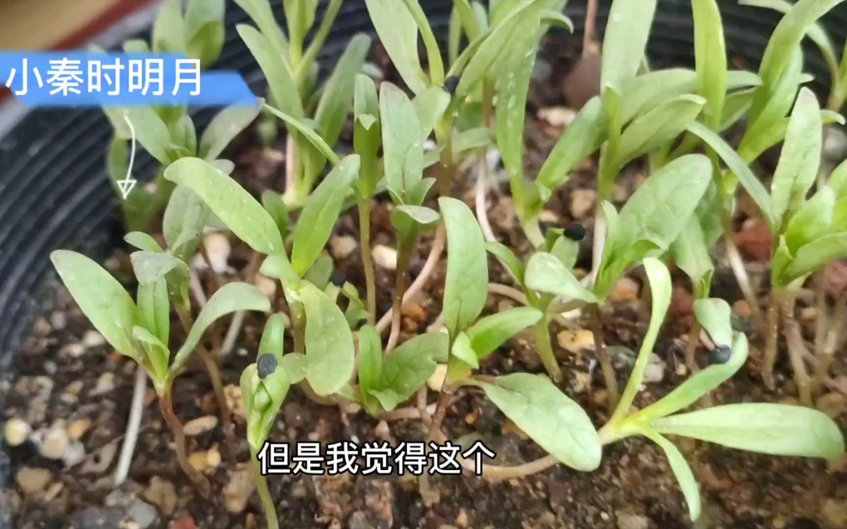 [图]播种的季节