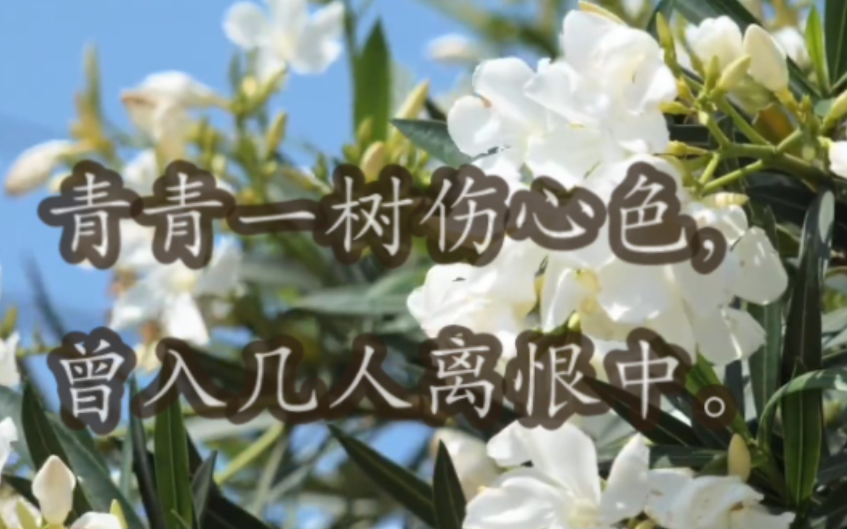 诗词分享:白居易《青门柳》