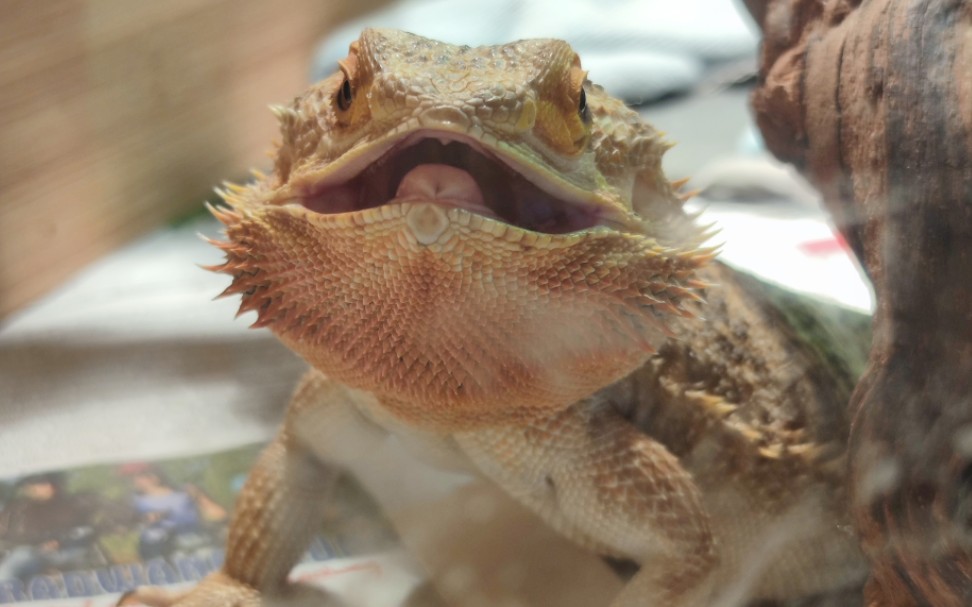 鬃狮蜥巴豆:超可爱到原地窜稀.