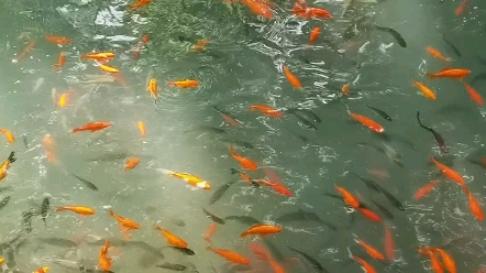 [图]普陀山法雨寺门前的放生池