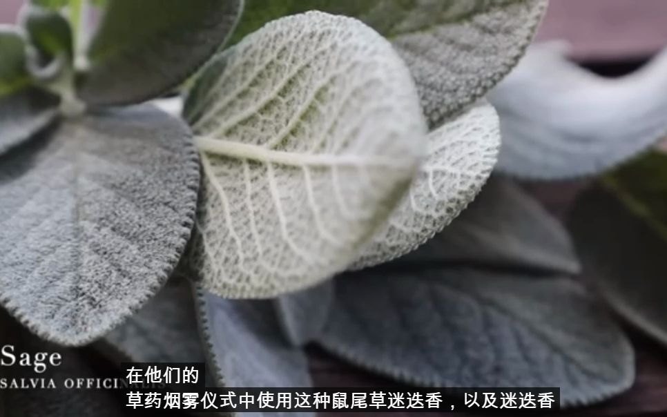 [图]green witch绿女巫花园中的10种植物精灵