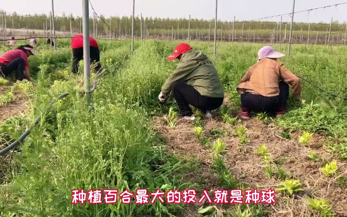 适合大部分地区种植的药材、具有观赏性及药食多项功能、百合哔哩哔哩bilibili